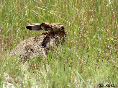 LIEBRE (Lepus europaeus)